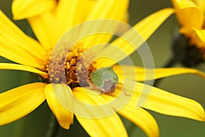 Bedbug sits on a yellow flower.