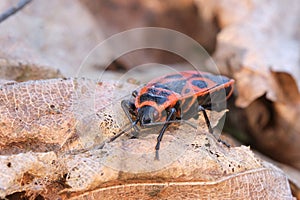 bedbug-soldier close-up macro photograph front view. On a dry leaf at sunset in the forest