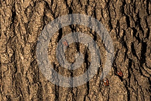 Bedbug soldier on a tree trunk