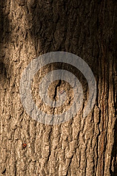 Bedbug soldier on a tree trunk