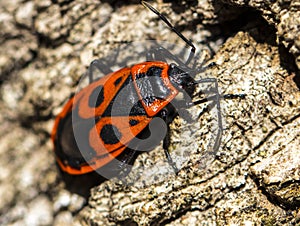 Bedbug-soldier on a tree trunk, red-black beetle, super macro mo photo