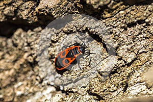 Bedbug-soldier on a tree trunk, red-black beetle, super macro mo photo