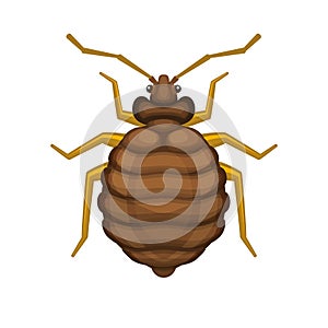 Bedbug on White Background. Vector