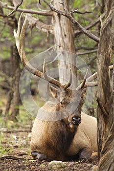 Bedded Bull Elk photo