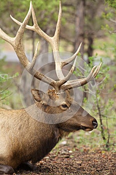 Bedded Bull Elk Portrait photo