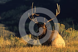 Bedded Bull Elk in Sage