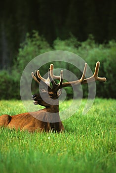 Bedded Bull Elk in Velvet