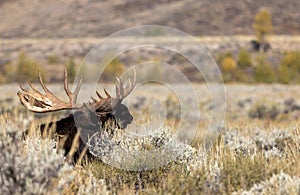 Bedded Bull Moose in the Rut in Wyoming in Autumn