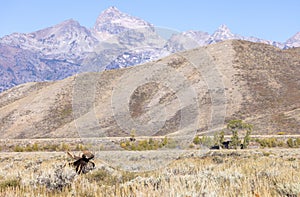 Bedded Bull Moose in Wyoming in Autumn