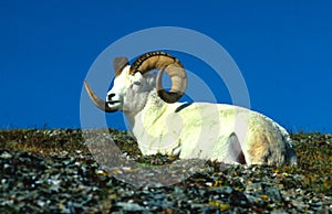 Bedded Dall Sheep Ram