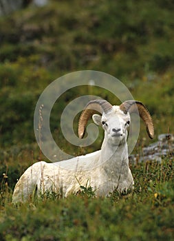 Bedded Dall Sheep Ram