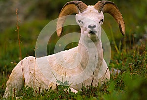 Bedded Dall Sheep Ram