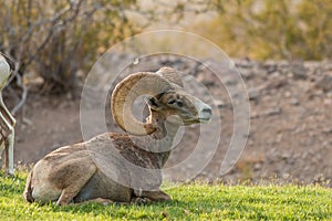 Bedded Desert Bighorn Sheep Ram