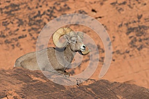 Bedded Desert Bighorn Sheep Ram