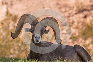 Bedded Desert Bighorn Sheep Ram