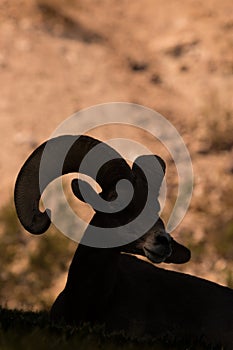 Bedded Desert Bighorn Sheep Ram Silhouetted