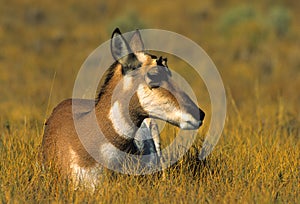 Bedded Doe Antelope