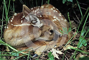 Bedded Down Whitetail Fawn