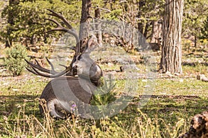 Bedded Mule Deer Buck