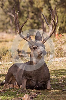 Bedded Mule Deer Buck