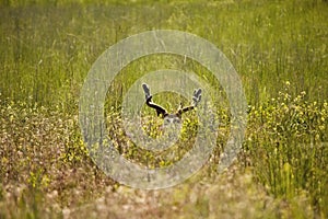 Bedded Mule Deer Buck