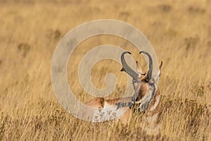 Bedded Pronghorn buck photo