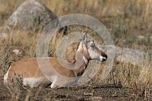 Bedded Pronghorn Doe