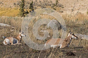 Bedded Pronghorn Doe and Fawn