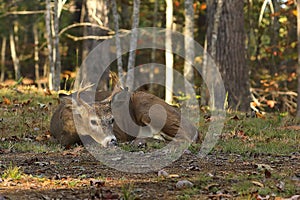 Bedded whitetail deer buck
