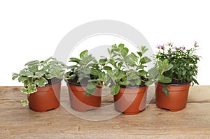 Bedding plants