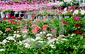 Bedding plants in a nursery