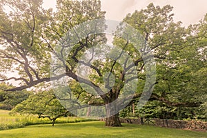 Bedford Oak