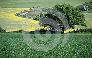 Bedfordshire countryside