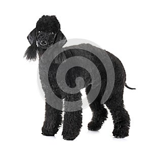 Bedlington poodle in studio