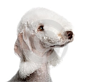 Bedlington terrier, 2 years old, in front of white background