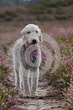 Bedlington Terrier