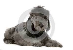 Bedlington Terrier