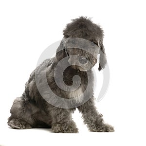 Bedlington Terrier