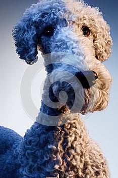 Bedlington Terrier Animal. AI Generated.