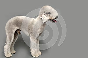 Bedlington Terrier dog