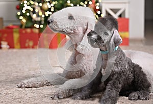 Bedlington Terrier dog with her puppy indoors