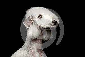 Bedlington terrier dog isolated on black