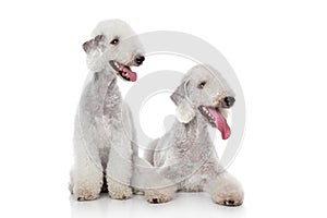 Bedlington terrier dogs