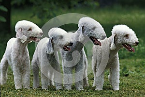 BEDLINGTON TERRIER, GROUP OF ADULTS STANDING ON GRASS