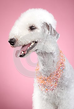 Bedlington terrier on pink background