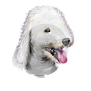 Bedlington Terrier or Rothbury Terrier small terrier dog digital art illustration isolated on white background. English origin