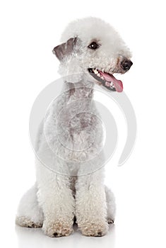 Bedlington terrier on white background