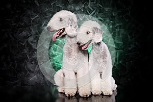 Bedlington terriers on dark background