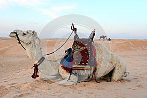 Bedouin camel photo