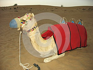 Bedouin camel in Dubai, UAE